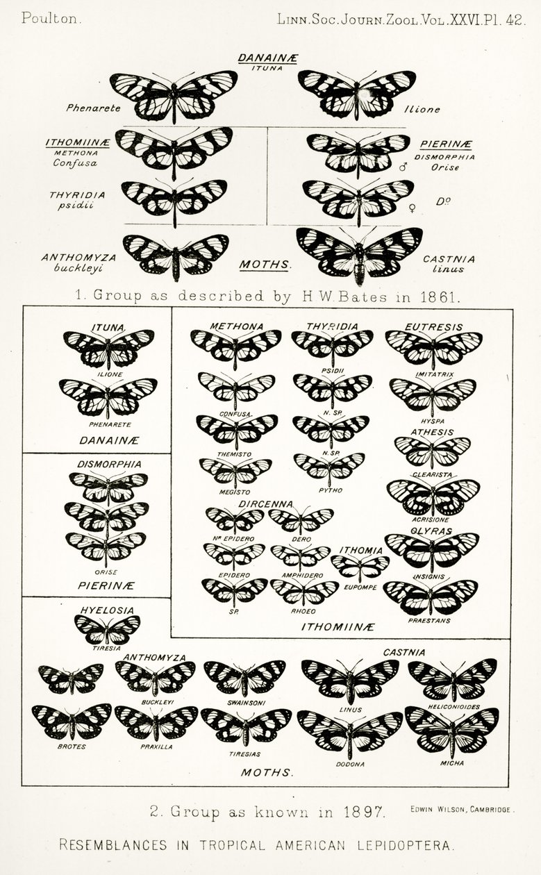 Ressemblances chez les lépidoptères américains tropicaux, illustration de The Hope Reports, Vol. II, 1897-1900, édité par Edward B. Poulton, Oxford, 1901 - English School