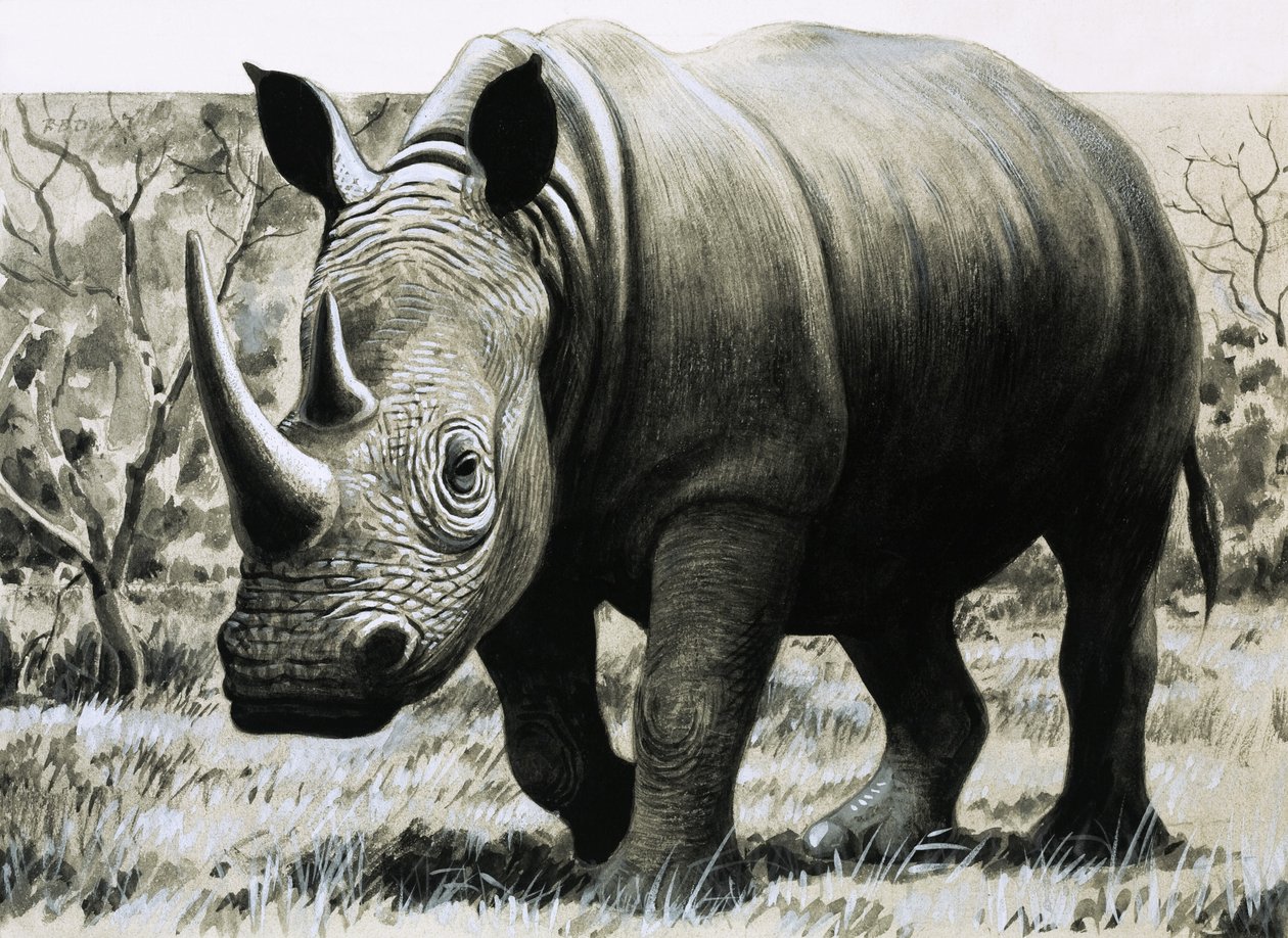 Rhinocéros - English School