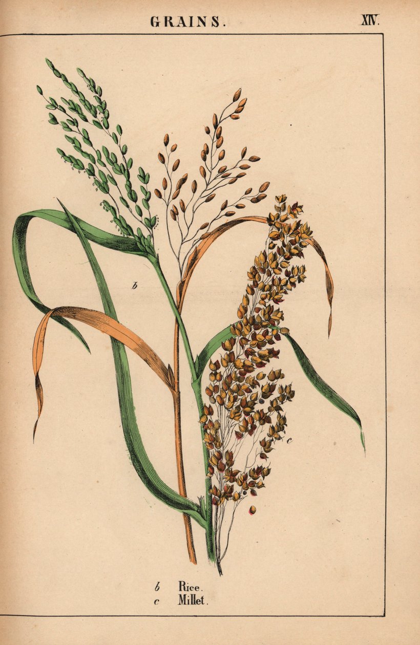Riz et millet, de 
