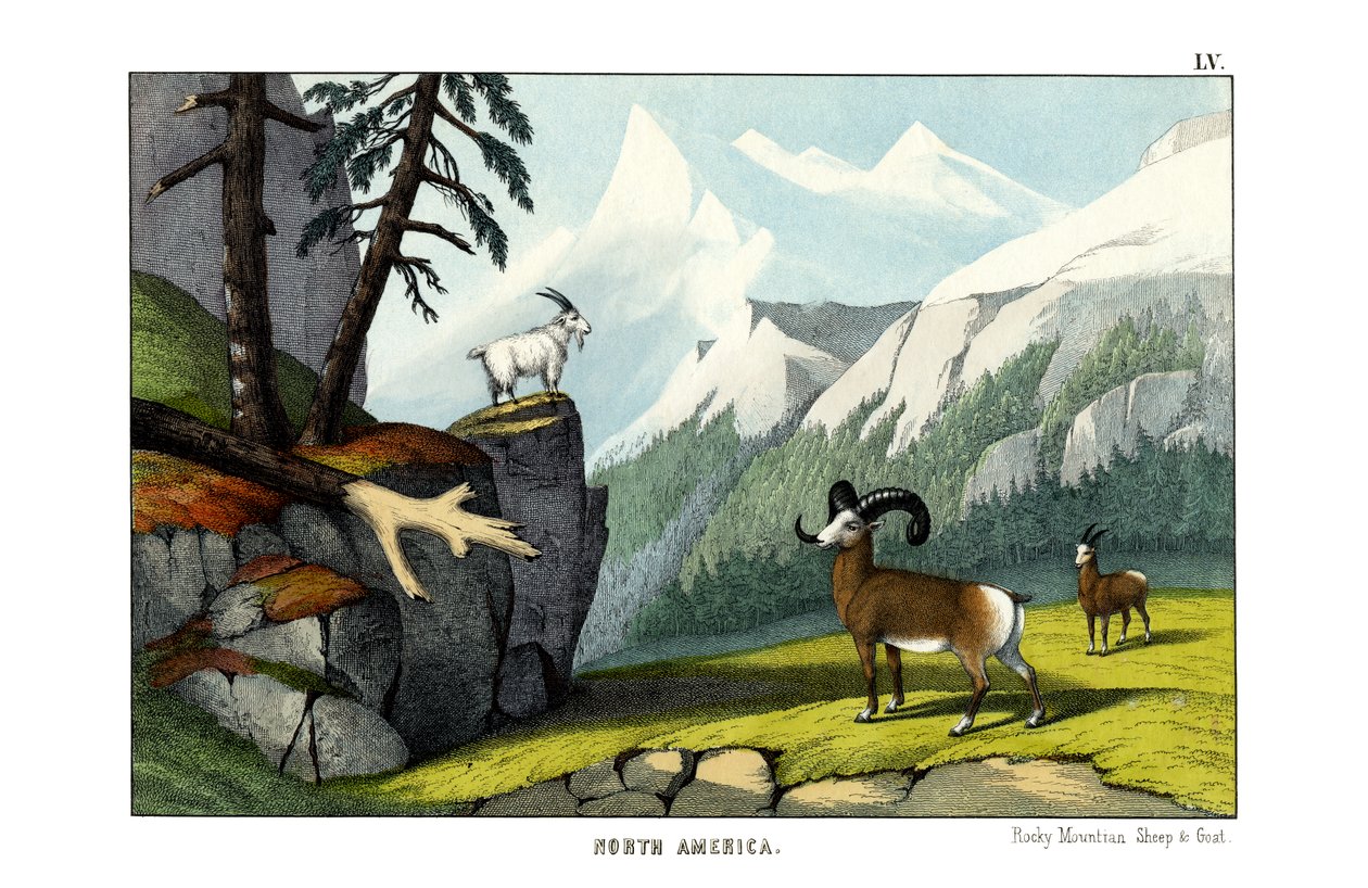 Mouton des montagnes Rocheuses - English School