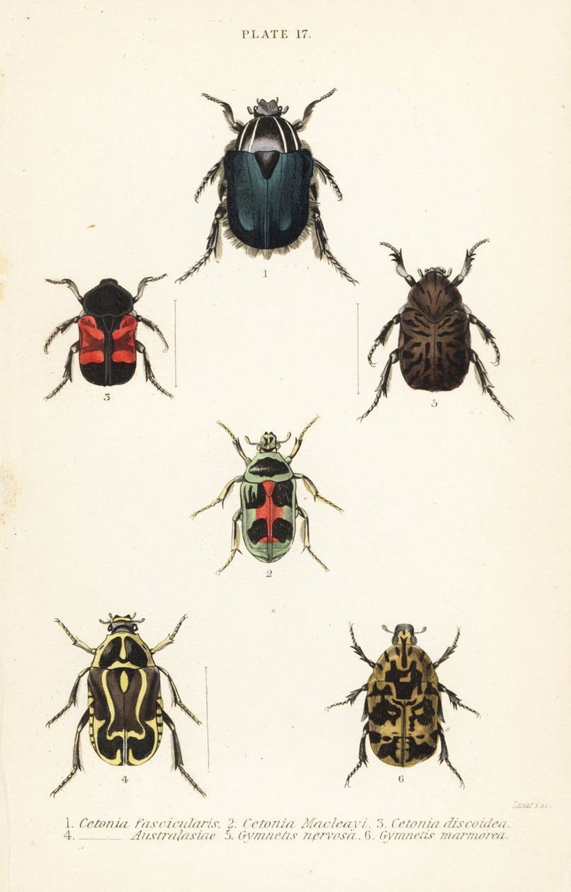 Coléoptères cétoines : Cetonia fascicularis 1, Heterorhina macleayi 2, Gametoides subfasciata 3, coléoptère violoniste, Eupoecila australasiae 4, Gymnetis hieroglyphica 5 et Gymnetis marmorea 6 - English School