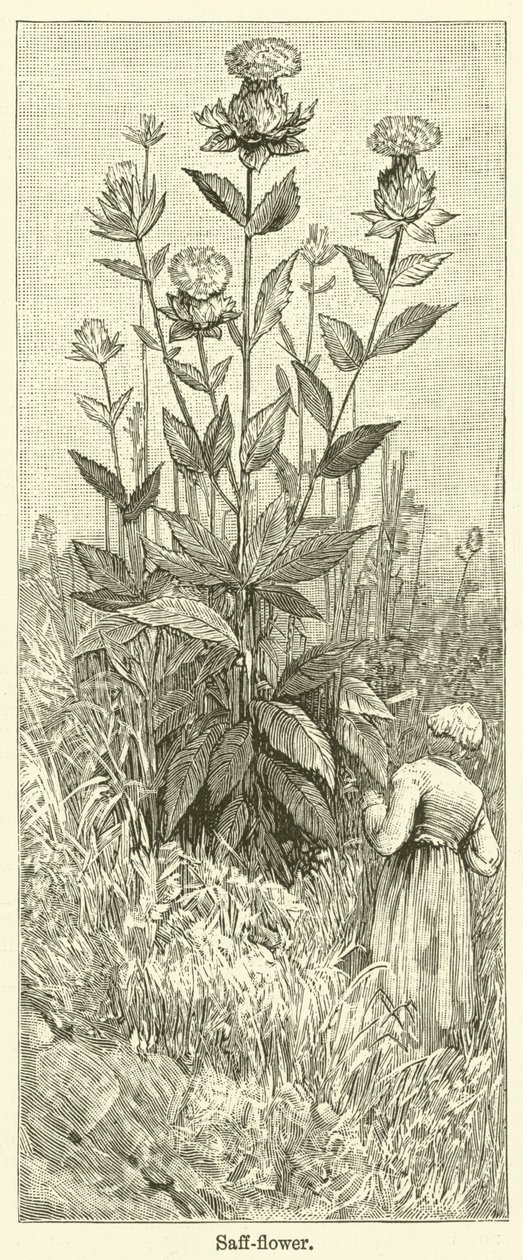 Fleur de safran (gravure) - English School