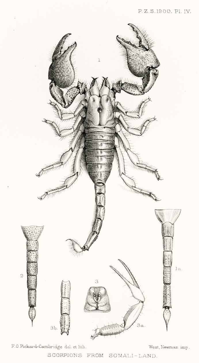Scorpions de la Somalie, illustration de The Hope Reports, Vol. II, 1897-1900, édité par Edward B. Poulton, Oxford, 1901 - English School