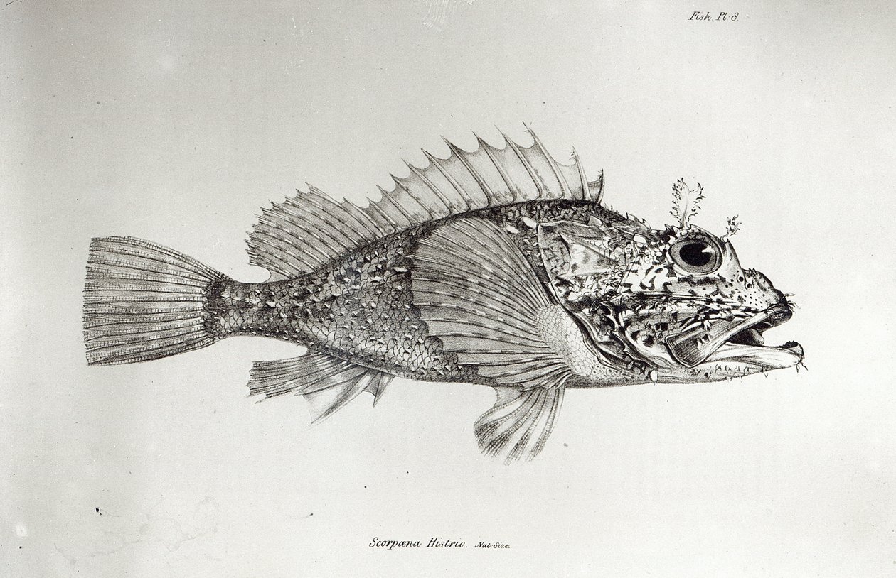 Poisson-scorpion, planche 8 de 