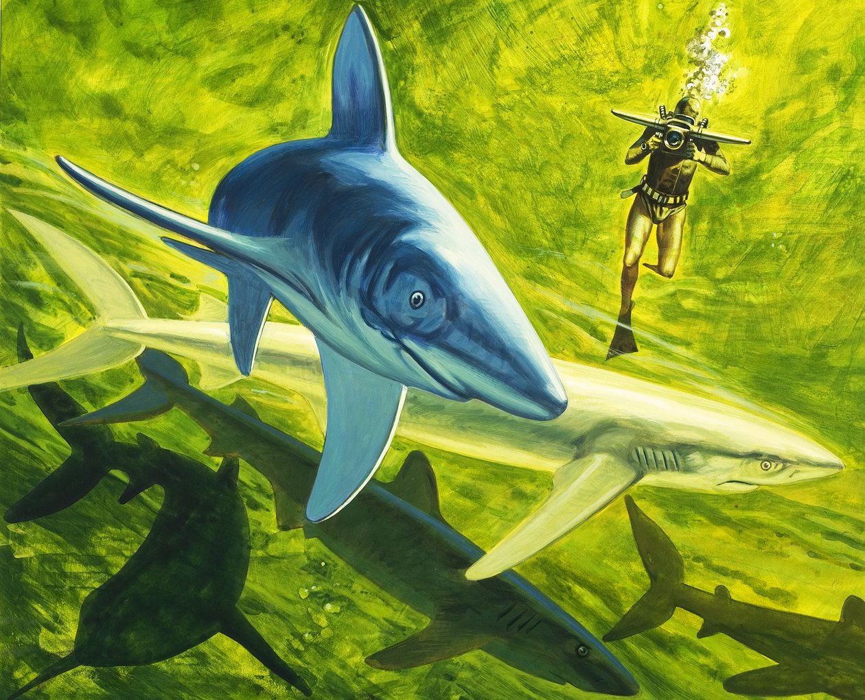 Requins, illustration tirée de "Notre monde sous-marin". - English School