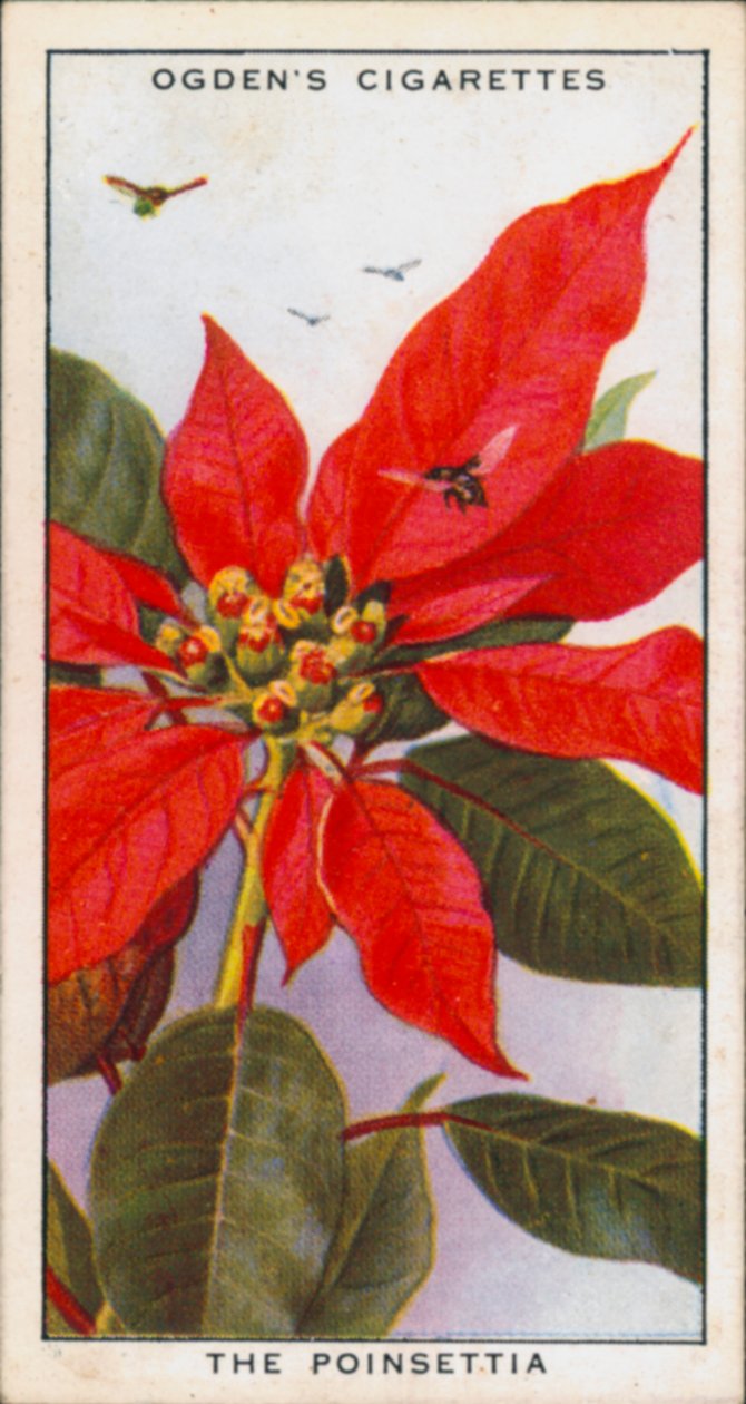 Signalling Colours, Alluring, Plants, The Poinsettia (litho couleur) - English School