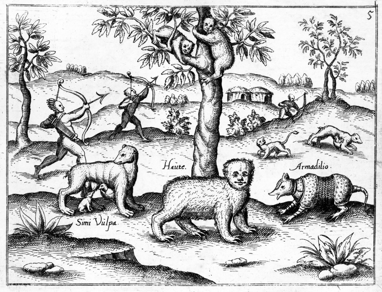 Simi Vulpa, Haute et Armadilio, illustration de 