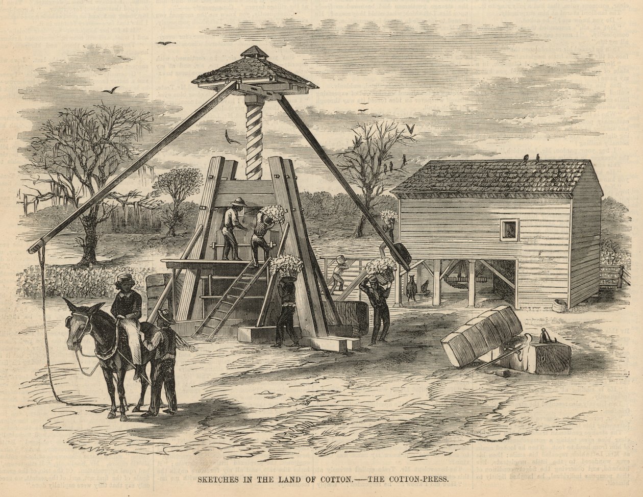 Croquis au pays du coton - la presse à coton (gravure) - English School