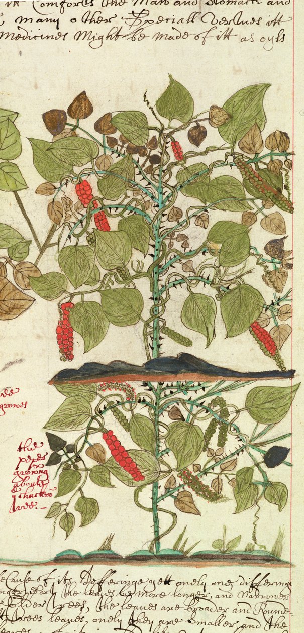 Plante de poivre de 