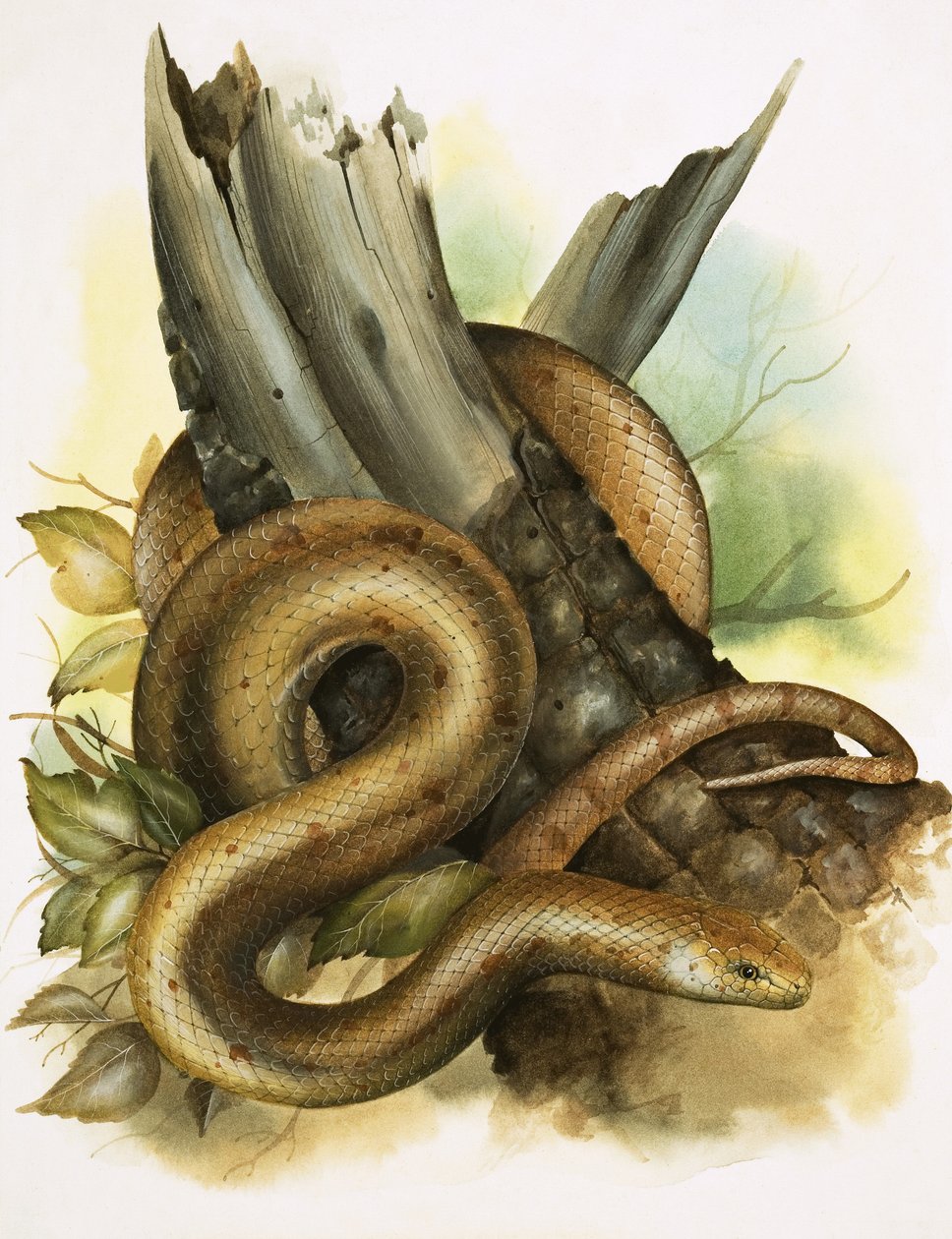 Serpent - English School