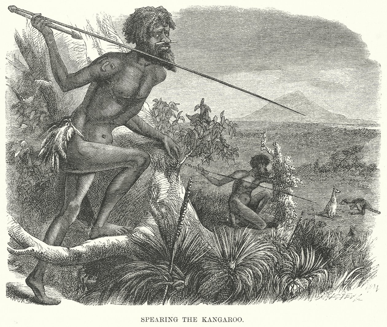 La chasse au kangourou (gravure) - English School
