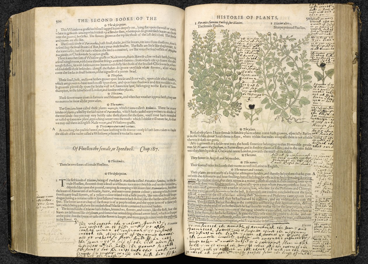 Véronique, page 500-501 de 