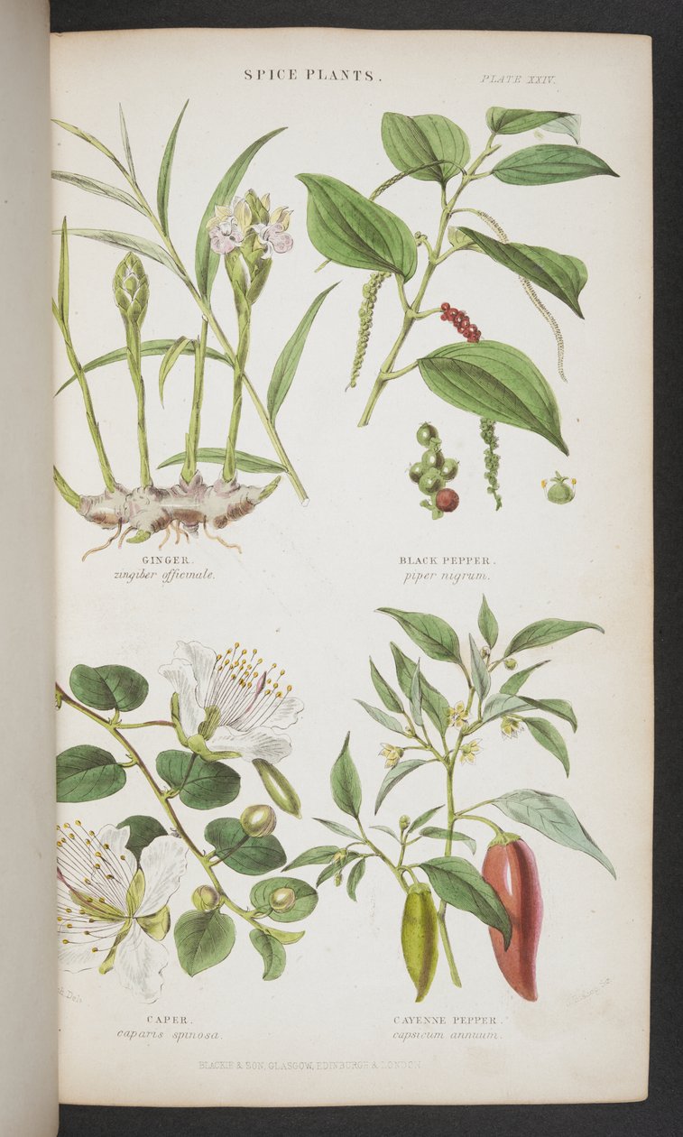 Plantes épicées, de 