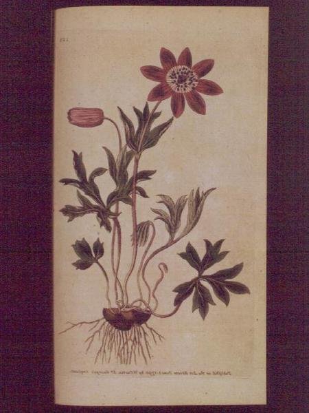 Anémone étoilée (Anemone hortensis), planche 123 de 