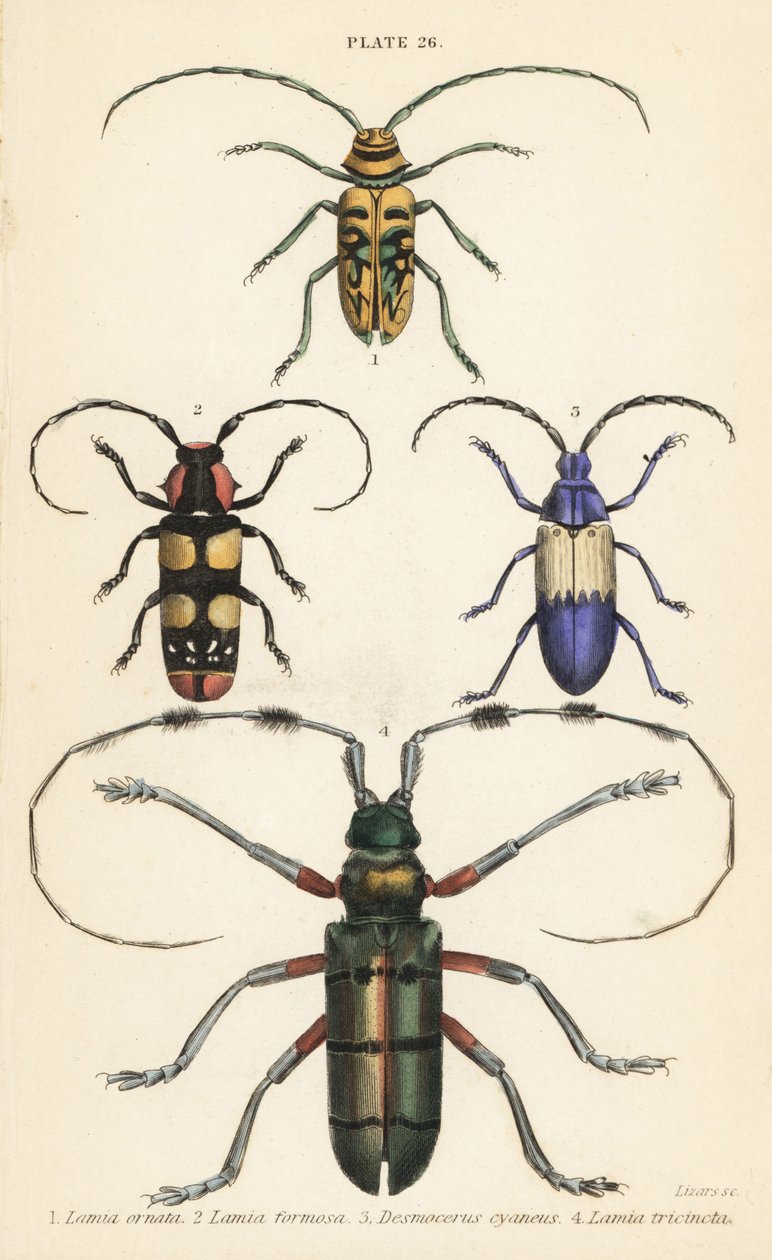 Sternotomis pulchra 1, Tragocephala formosa 2, perceur de sureau, Desmocerus palliatus 3, et Thysia wallichii 4 - English School