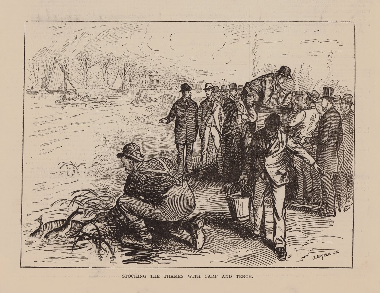 Remplir la Tamise de carpes et de tanches (gravure) - English School