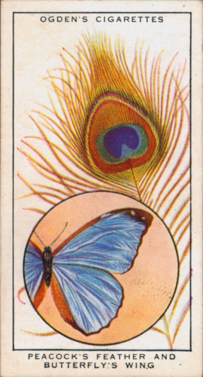 Couleurs structurelles en combinaison avec le pigment, la plume de paon et l