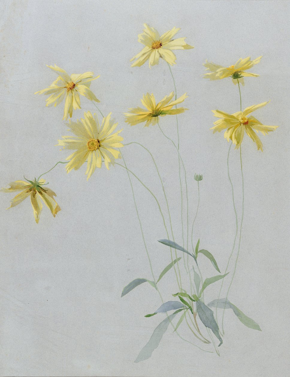 Étude de marguerites jaunes, un design pour papier peint - English School