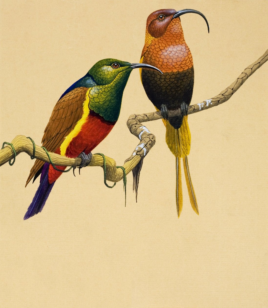 Oiseaux du soleil (gouache sur papier) - English School