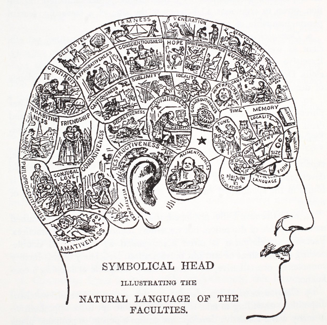 Tête symbolique montrant le langage naturel des facultés - English School