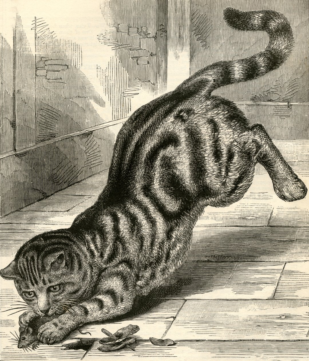 Chat tigré bondissant sur une souris - English School