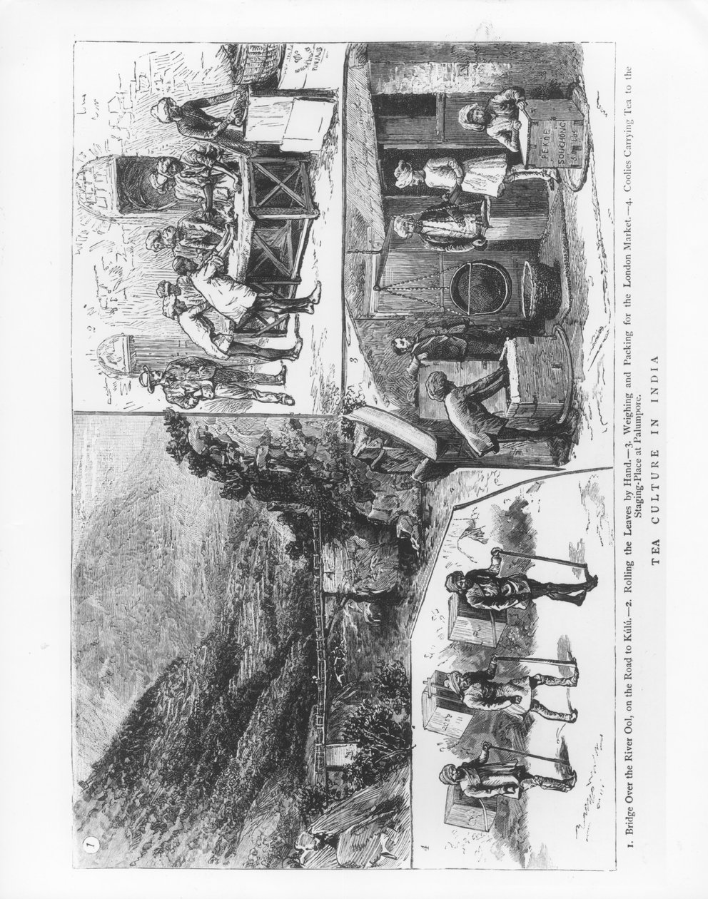 Culture du thé en Inde, 1883 - English School