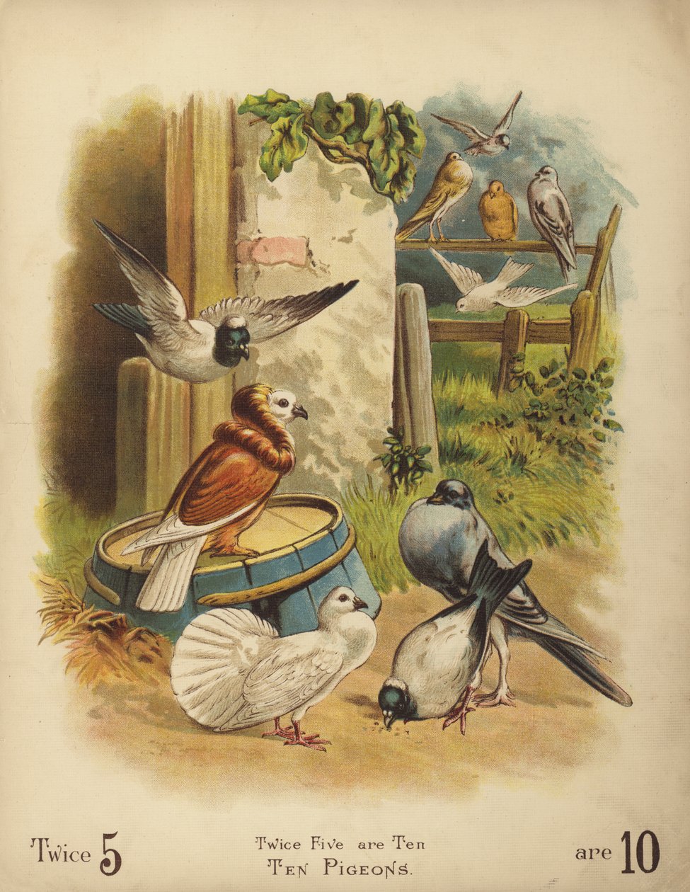 Dix pigeons (chromolitho) - English School
