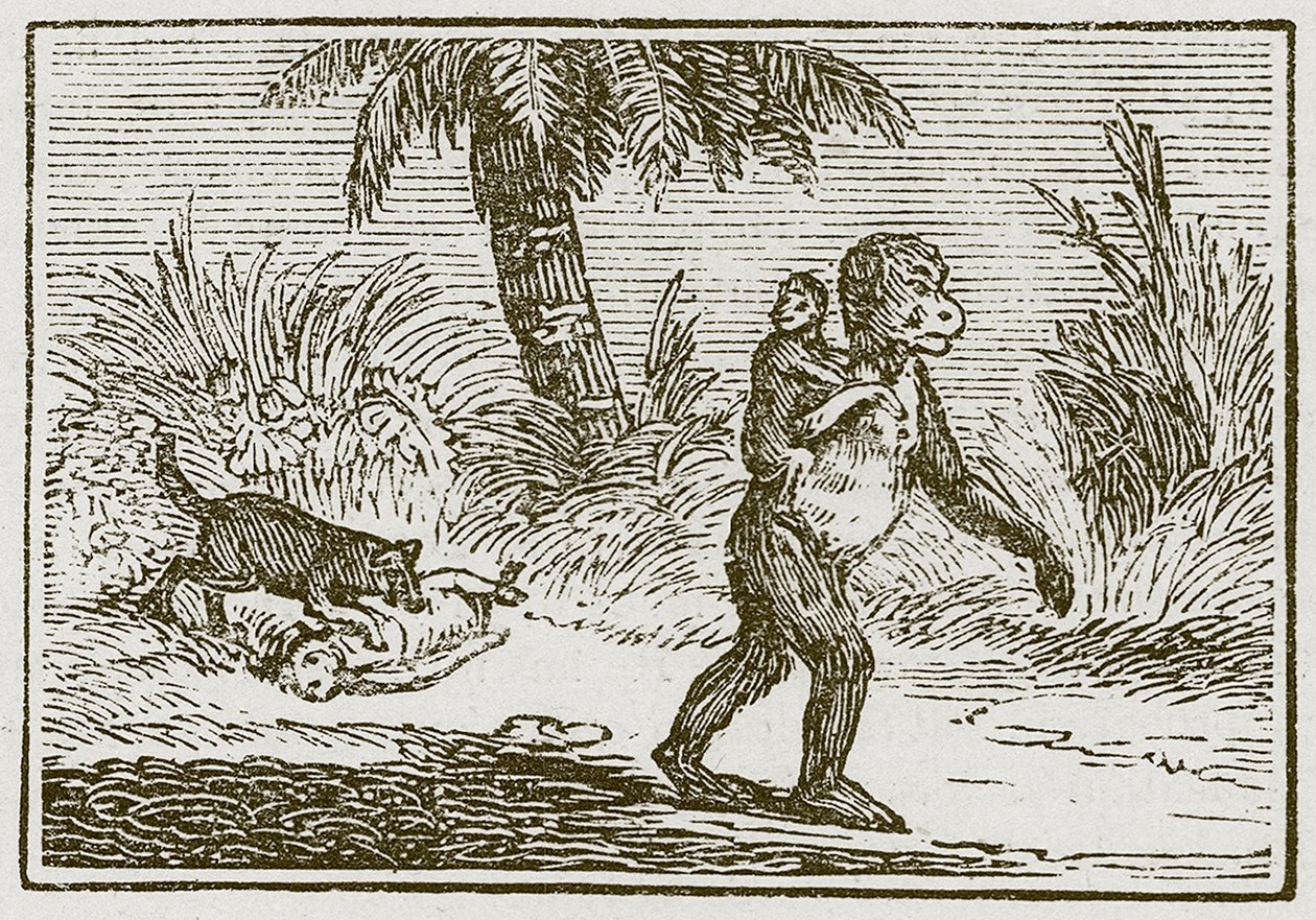 Le singe et ses deux petits (gravure) - English School