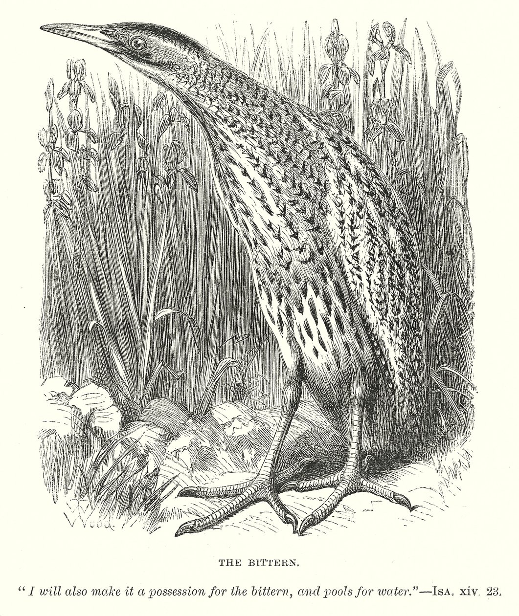 Le Bittern (gravure) - English School