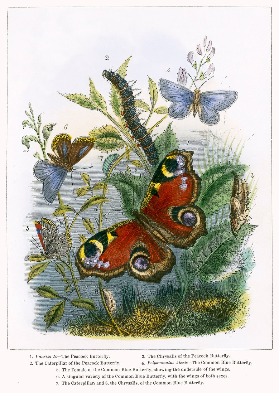 Le vivarium à papillons (gravure colorée) - English School