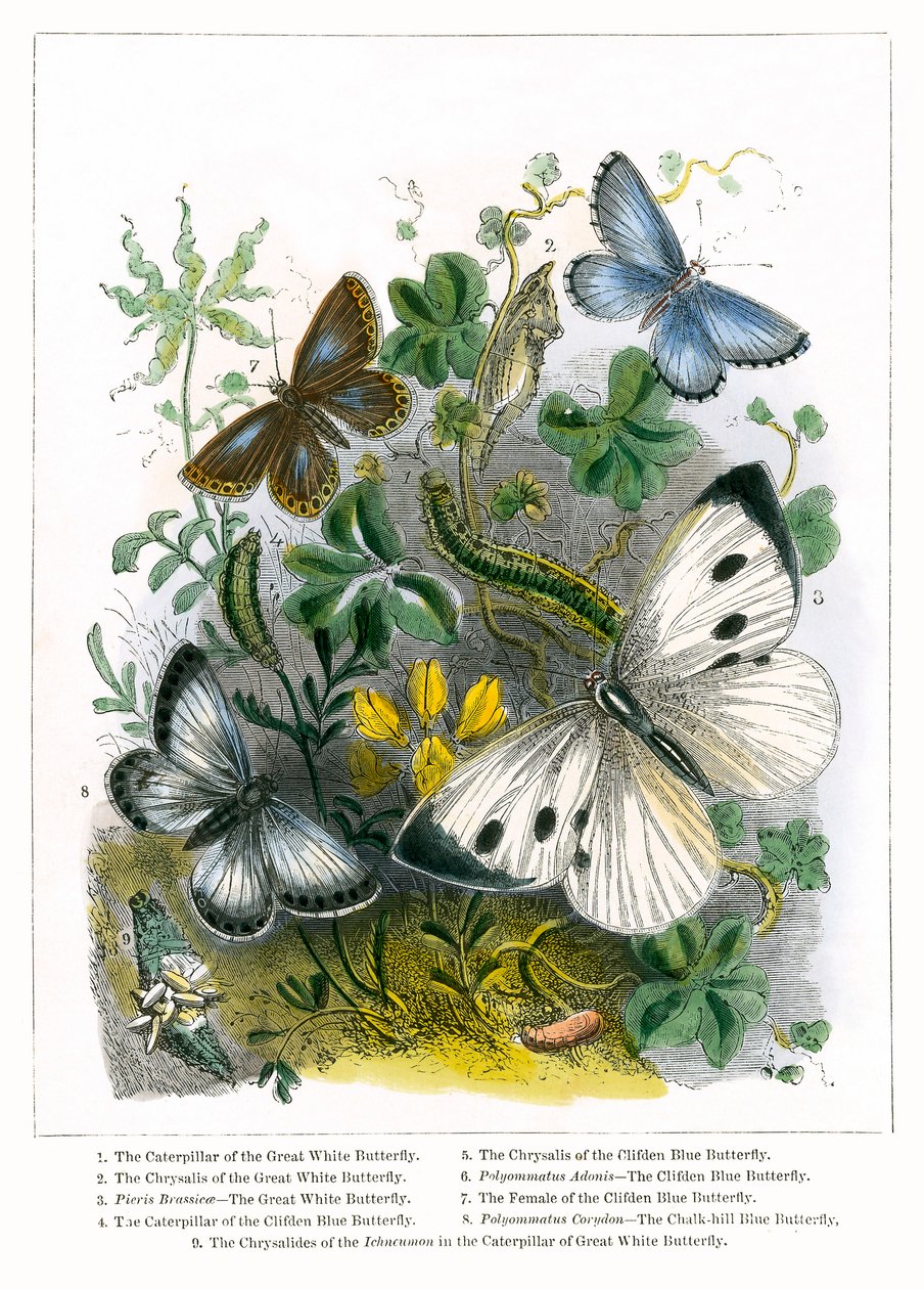 Le vivarium à papillons (gravure colorée) - English School