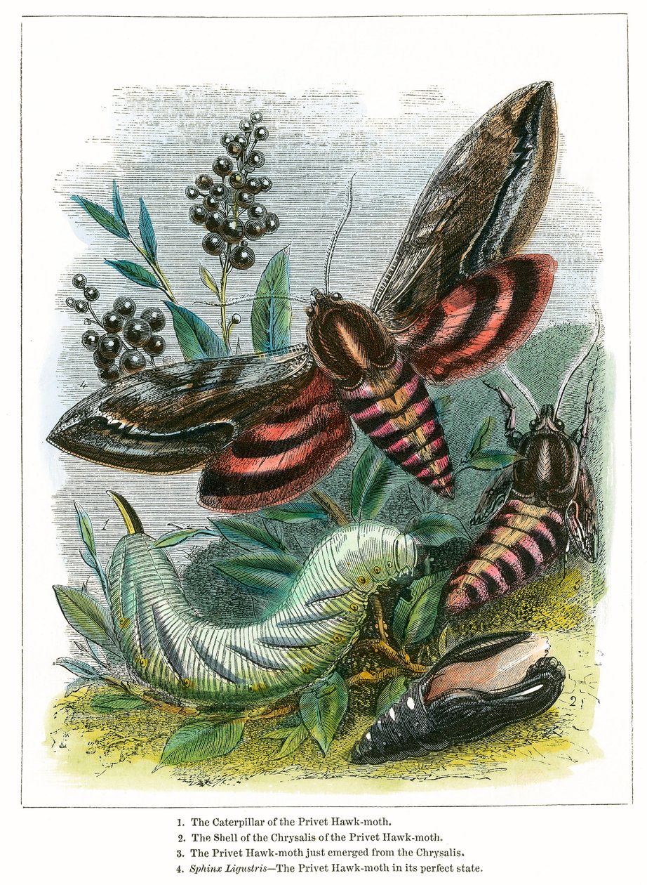 Le vivarium à papillons (gravure colorée) - English School