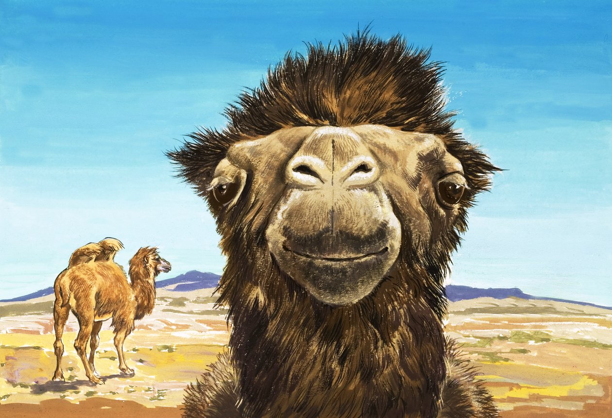 Le chameau, illustration tirée de "Creatures with Funny Faces" (Créatures aux visages amusants) - English School