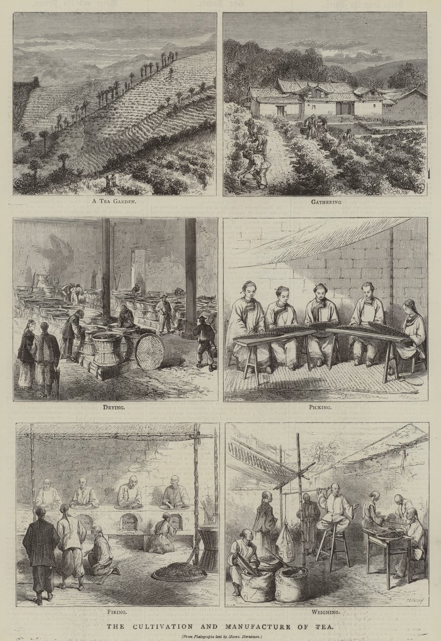 La culture et la fabrication du thé (gravure) - English School