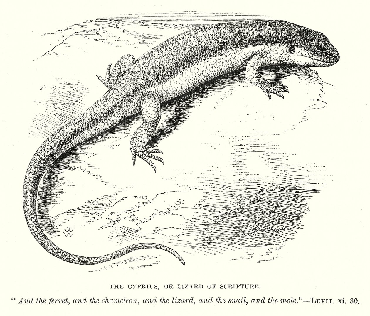Le Cyprius, ou lézard de l