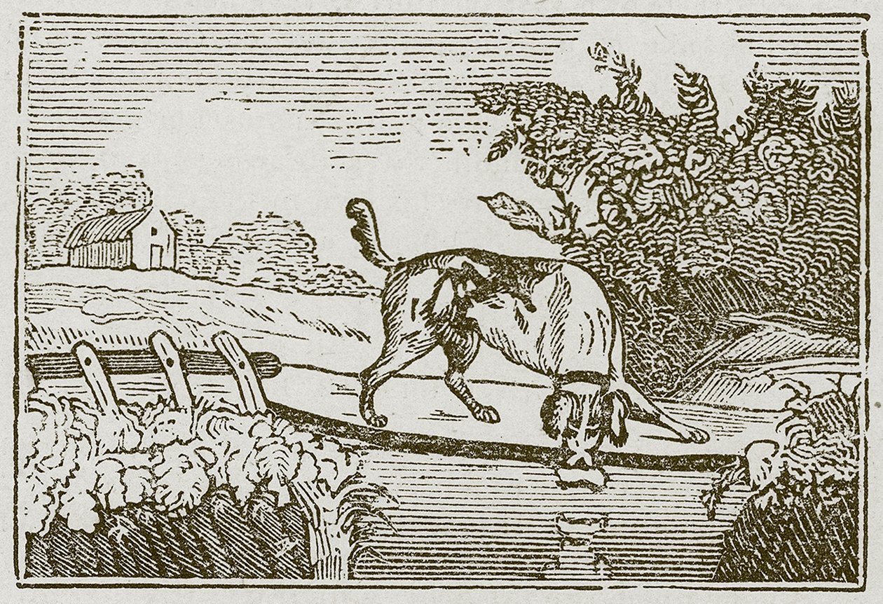 Le chien et l