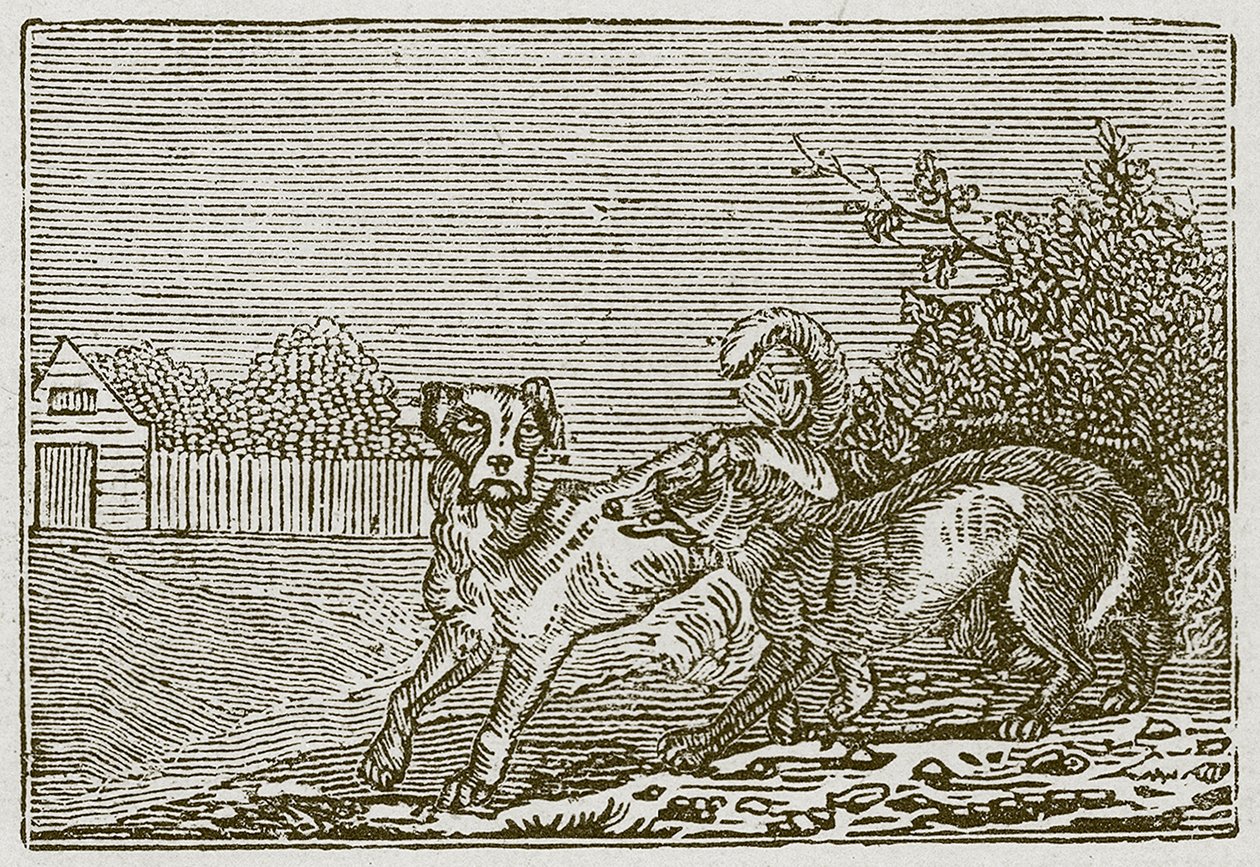 Le chien et le loup (gravure) - English School