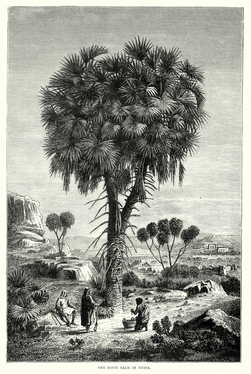 Le palmier Doum en Nubie (gravure) - English School