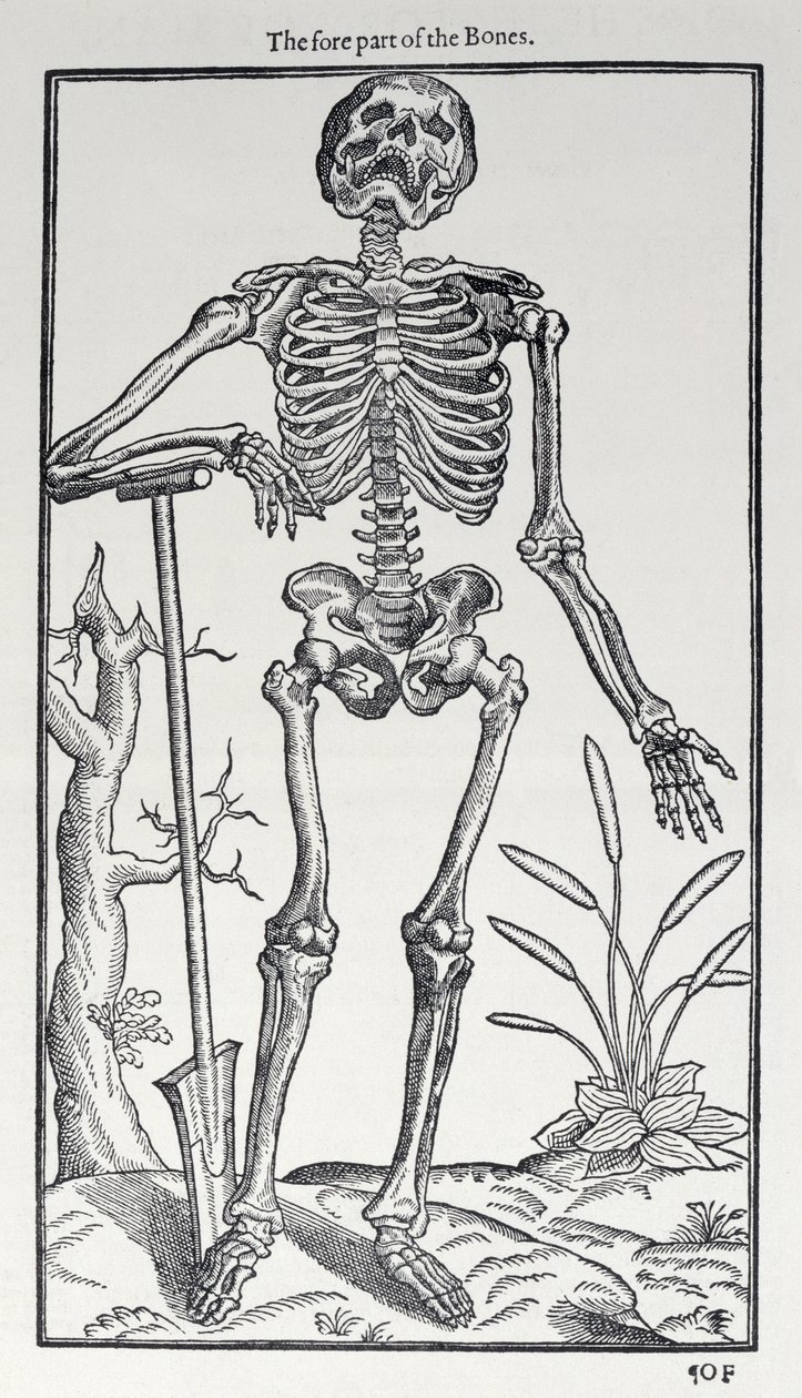 La partie avant des os, planche de The Historie of Man publiée par John Banister, 1578 - English School