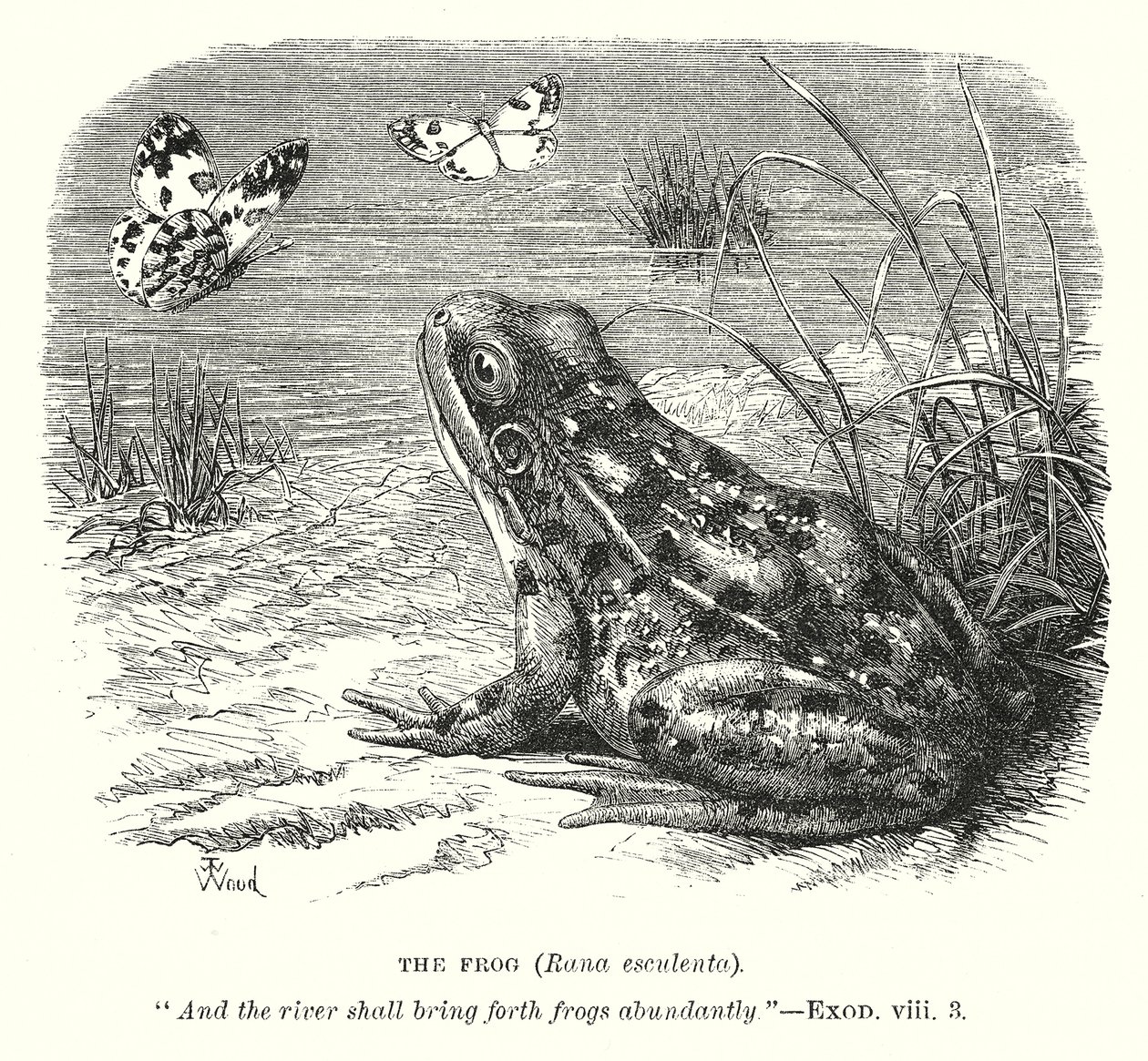 La grenouille (Rona Esculenta) (gravure) - English School