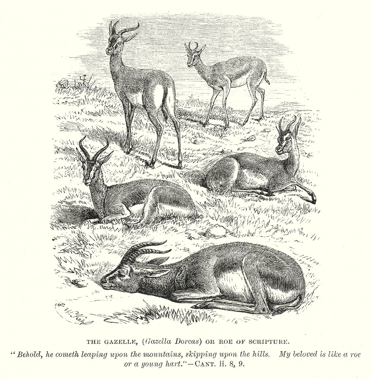 La gazelle (Gazella Dorcas) ou biche de l
