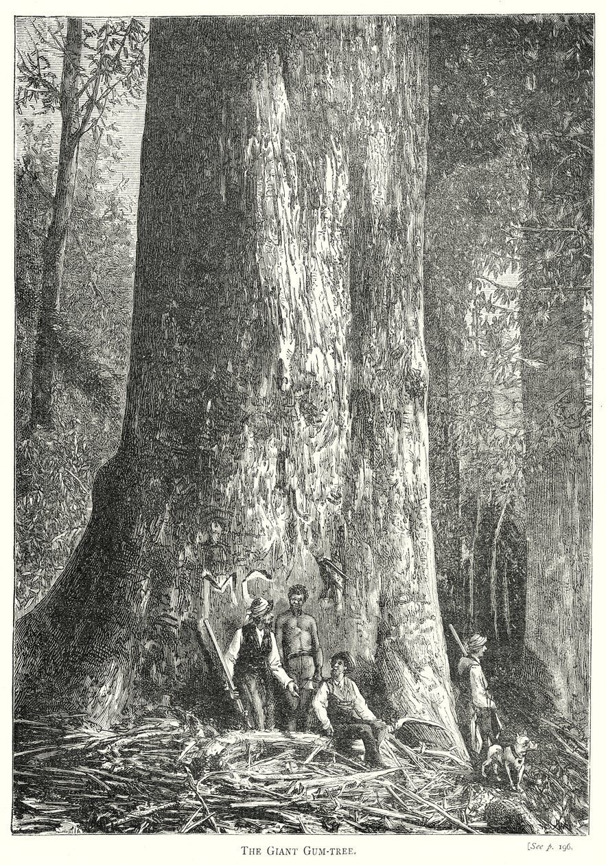 Le gommier géant (gravure) - English School
