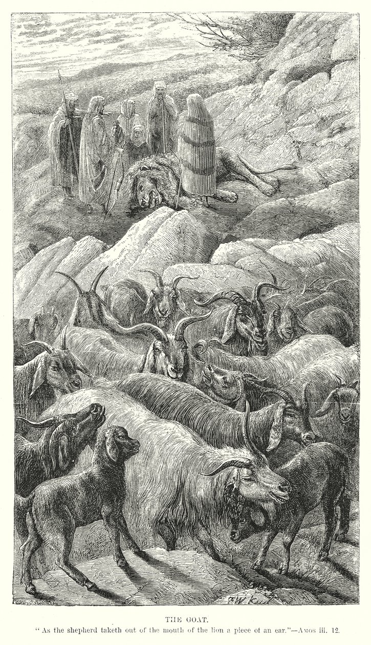La chèvre (gravure) - English School