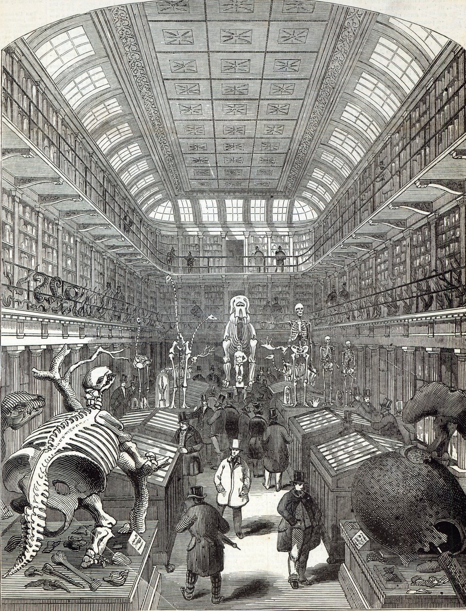 Le Musée Hunterian, au Royal College of Surgeons, de 
