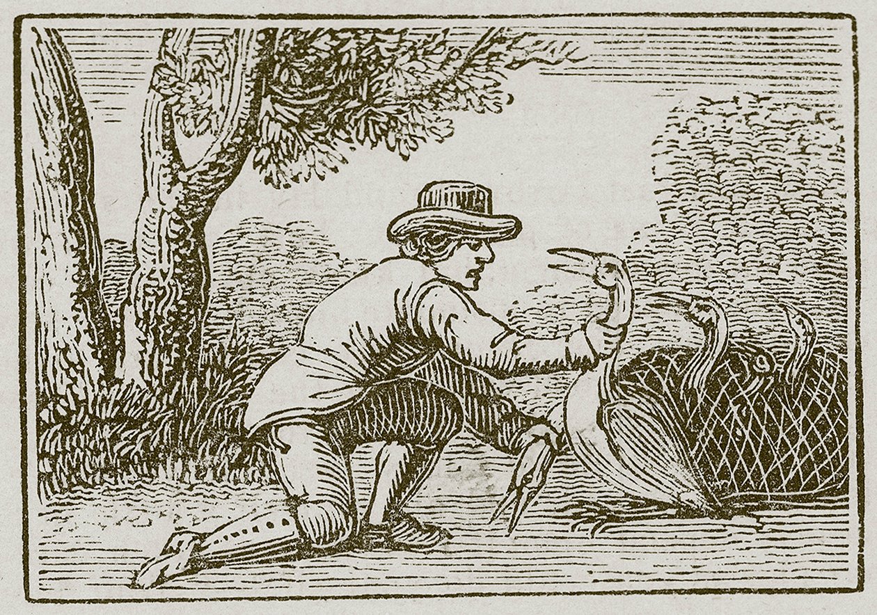 Le laboureur et la cigogne (gravure) - English School