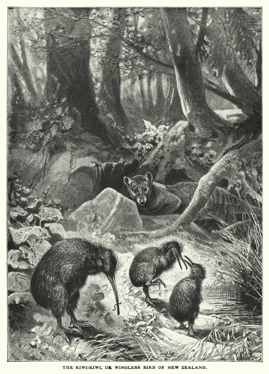Le Kiwi-Kiwi, ou oiseau sans ailes de Nouvelle-Zélande (gravure) - English School