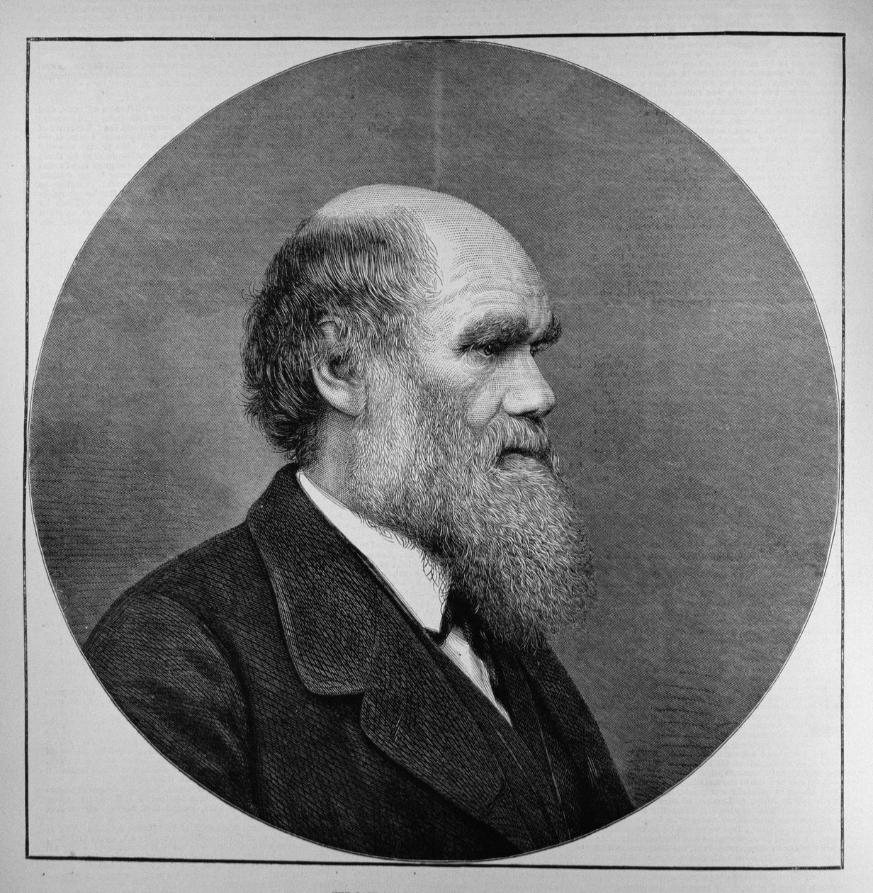 Le défunt M. C. R. Darwin, FRS, LLD, de The Illustrated London News, 29 avril 1882 - English School