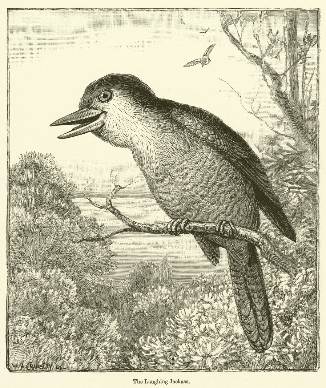 Le baudet qui rit (gravure) - English School