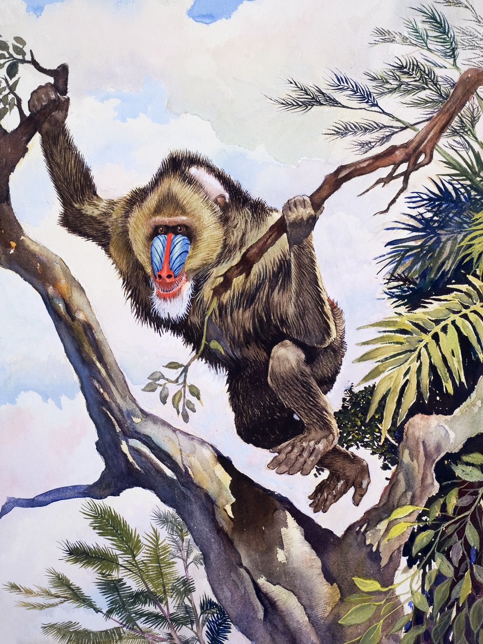 Le berger des singes, extrait de "Wonders of Nature" (Merveilles de la nature) - English School