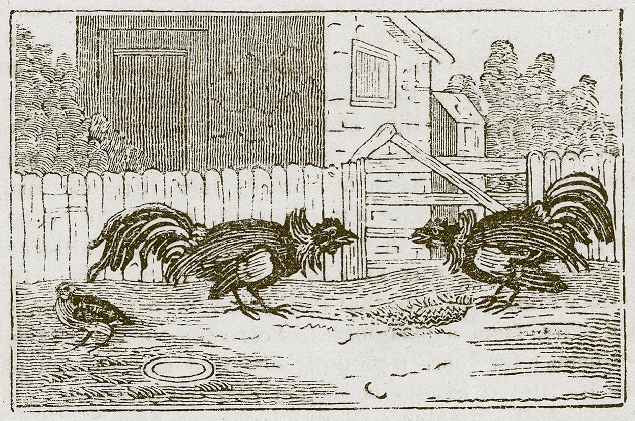 La perdrix et les coqs (gravure) - English School